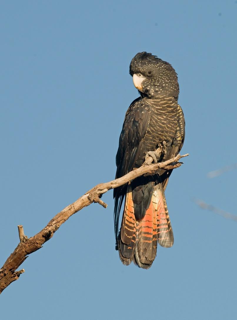 Forest Redtailed Black Cockatoo Gallery Western Australian Museum